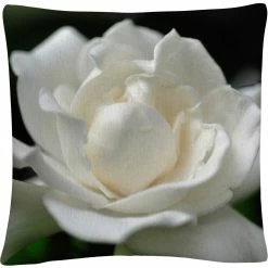 Best Sale ???? Trademark Fine Art Lovely Gardenia Decorative Throw Pillow ????